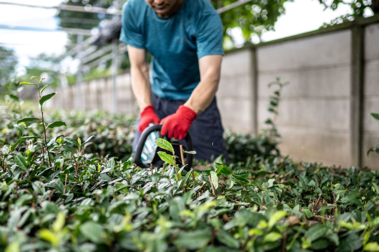 Tea farm Masahiro Okutomi working at his farm in Sayama city of Saitama Prefecture. — Photo by Philip FONG / AFP