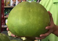 Push to protect 'Tambun pomelo' brand through IP registration