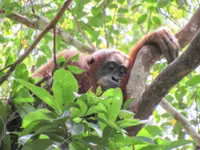 Orangutans also need an afternoon nap sometimes, researchers find