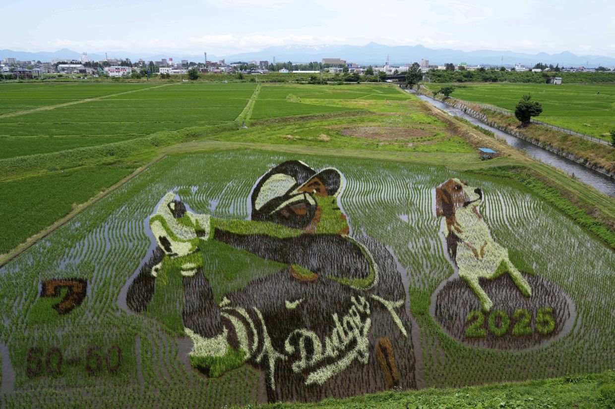 Rice paddy artwork showing baseball star Los Angeles Dodgers' Shohei Ohtani and his dog Decoy is seen in his hometown of Oshu, Iwate Prefecture, Japan. - AP Photo/Gregorio Borgia