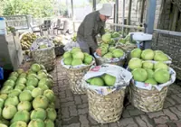 Securing the Tambun pomelo identity