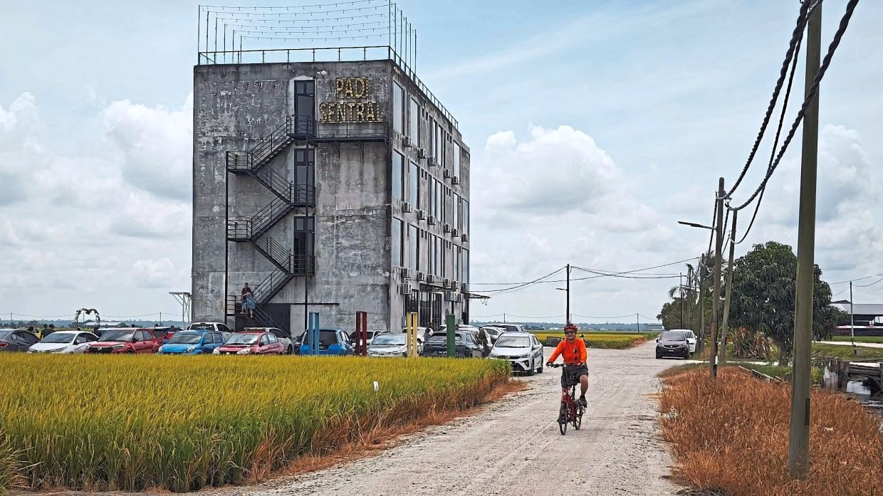 A cyclist approaches Padi Sentral, Sekinchan's unmistakable concreta beacon set against asea of ripening padi.