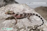 Recently discovered gecko species in Cambodia proposed for endangered list