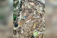 QuickCheck: Was a mortar shell found next to a highway near Ipoh?