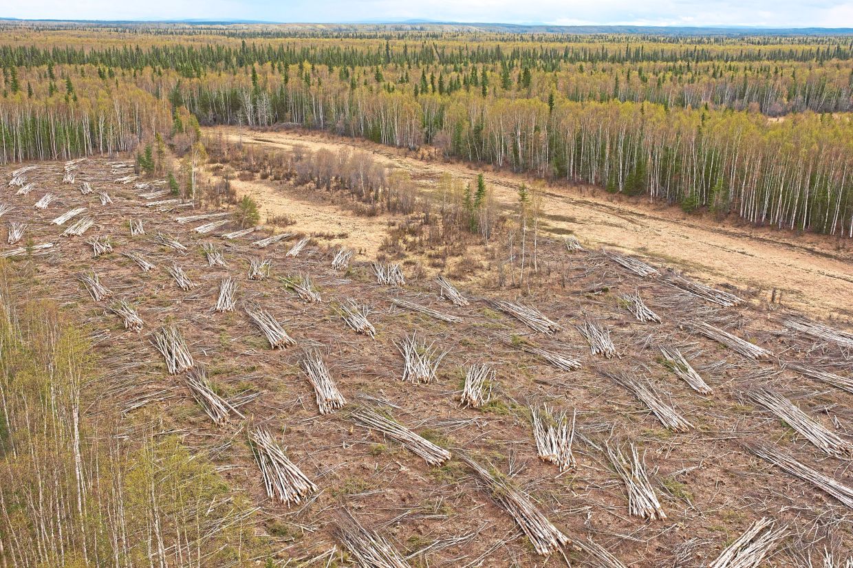 Piles of logs harvested by Sustainable Energy for Galena, Alaska, sit out to dry to be used in a biomass heating system at the Galena Interior Learning Academy.