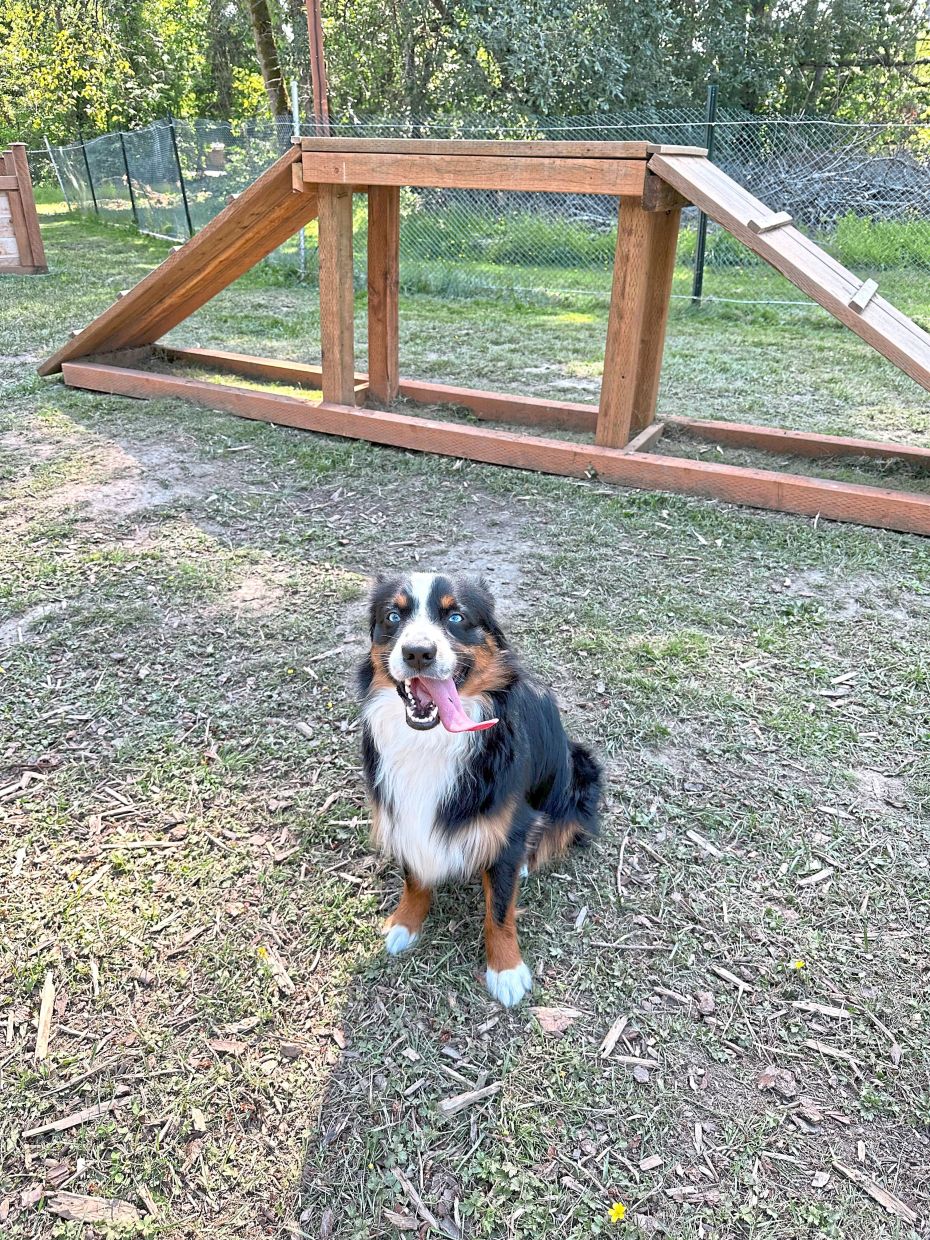 Roo appears by an obstacle course at one of his favourite Sniffspots, where pet owners can rent by the hour for solo off-leash dog play. — SHELANI VANNIASINKAM/AP