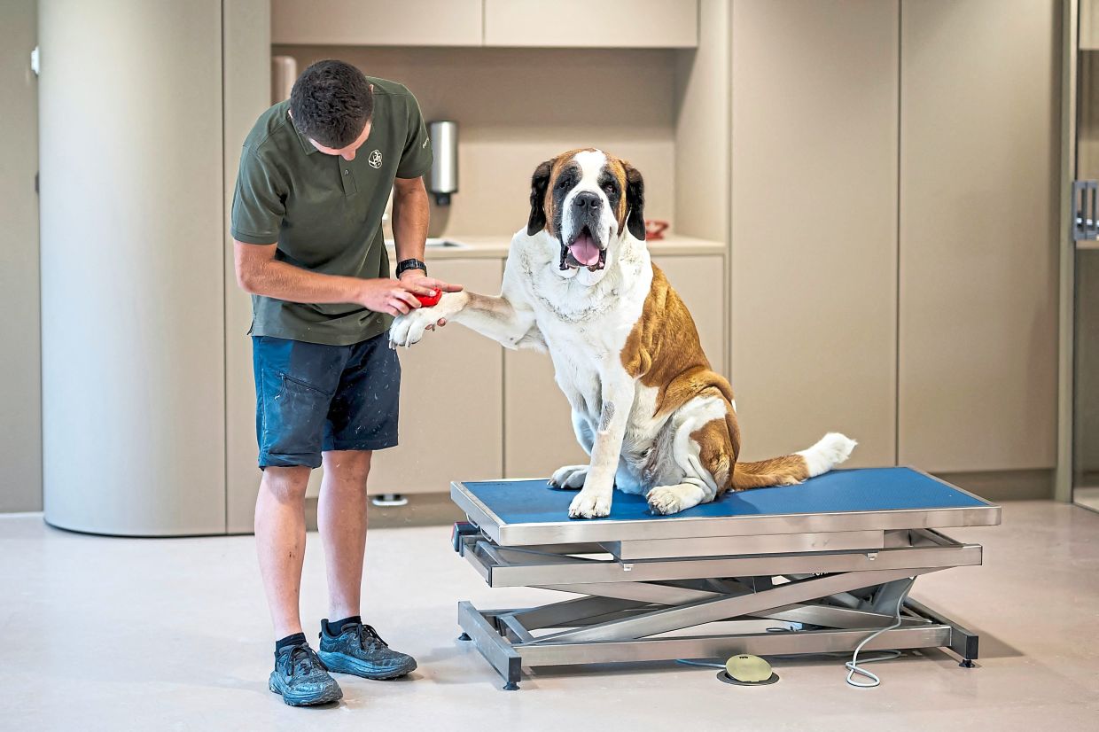 A St Bernard during a grooming session at Barryland. 