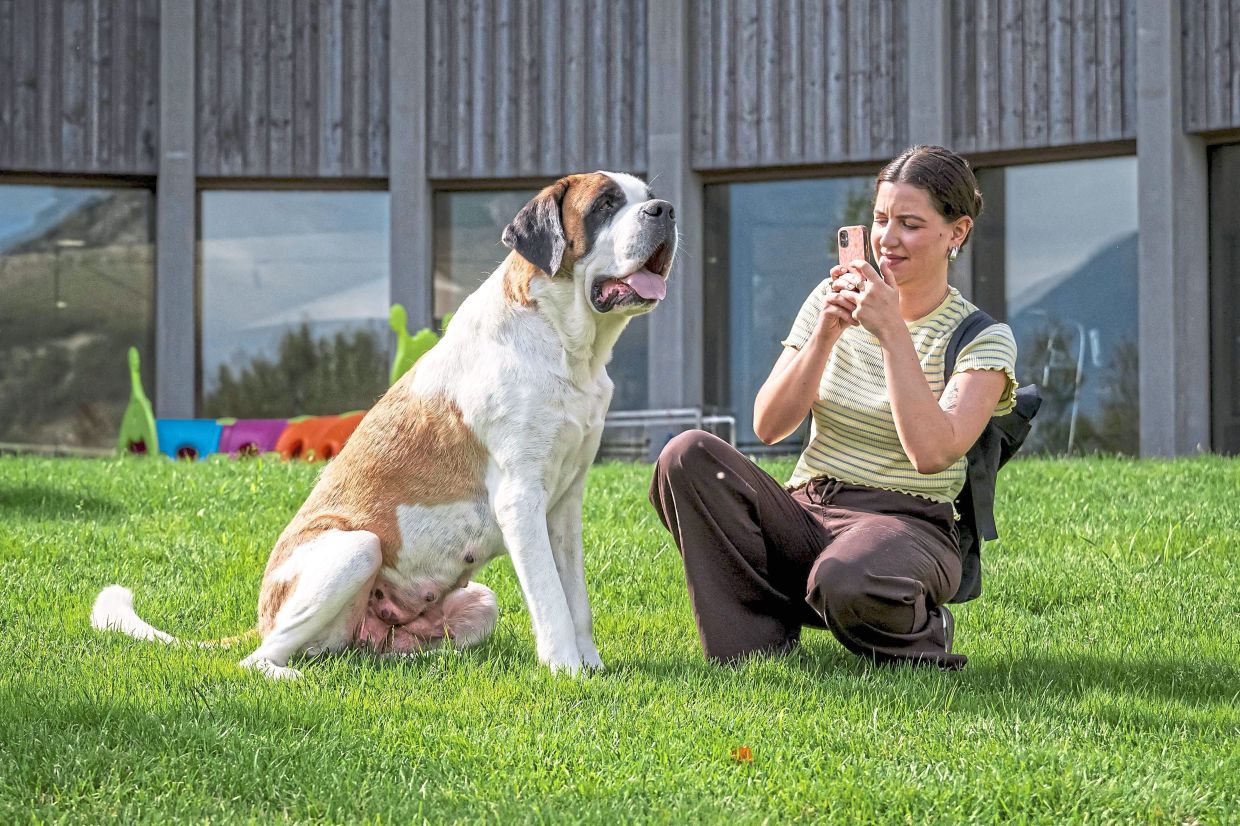 A visitor taking a picture of a St Bernard at the park. 