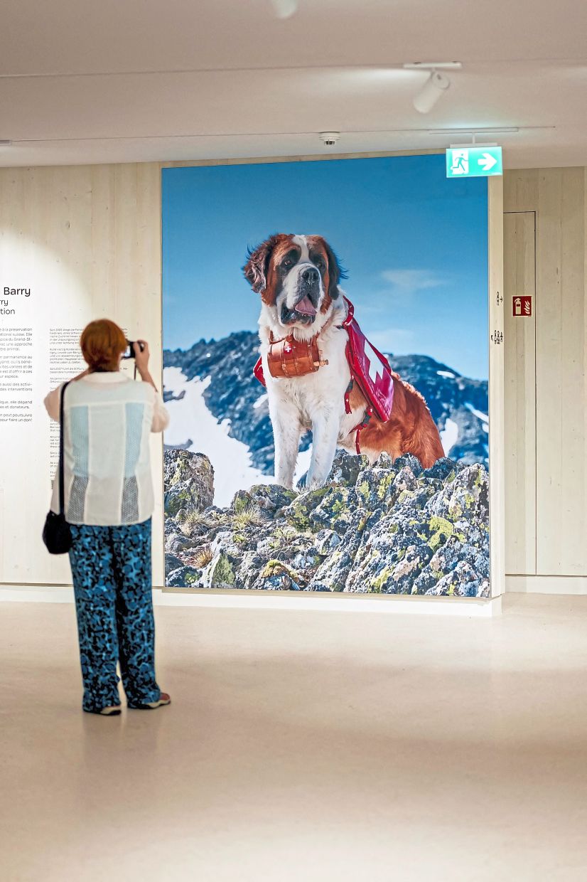 A visitor taking a photo of a framed picture of Barry, the most famous St Bernard rescue dog. 