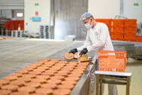 Ancient bread rises again