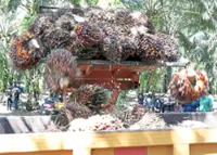 When rats, cobras, palm oil and biofuel collide