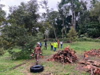 Falling tree claims life of 76-year-old in Pengkalan Hulu