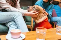 Dogs are being seen as children as pet ownership increases