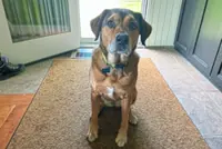 When anxiety rubs off on pets: How cats and dogs communicate their apprehension