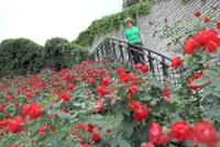 From cooking to candy, roses are used for everything in this Albanian town