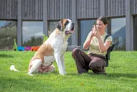 Saint Bernards are the furry stars at this unique Swiss theme park