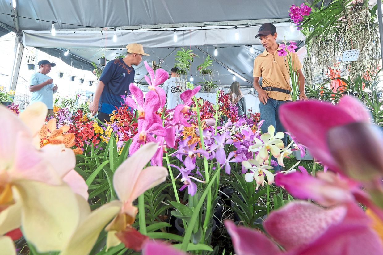 Visitors appreciating the beauty of orchids sold at HLN 2025.