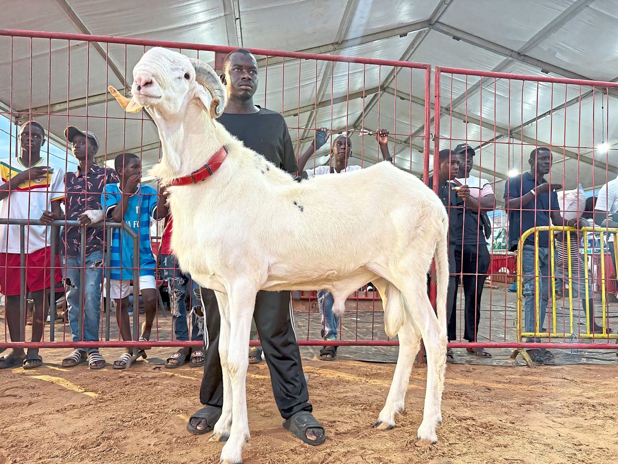 Prive, a 19-month-old Ladoum sheep, knows he's a beauty.
