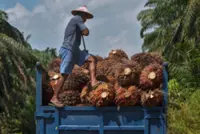 Plantations hold steady, await catalyst