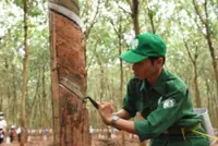 Natural rubber stocks face headwinds, weak signs of recovery
