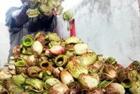 Vital to save M’sia’s diverse flora