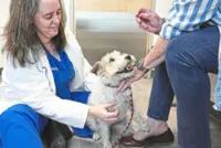 Dogs and cats get allergies too – here's how you can help them