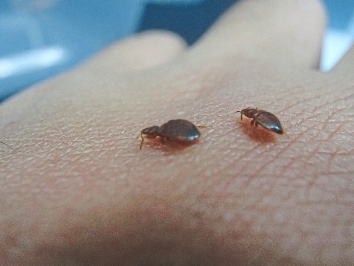 A close-up of bedbugs on human skin.— Photos courtesy of Household Structural Urban Entomology Lab, School of Biological Sciences, USM. 