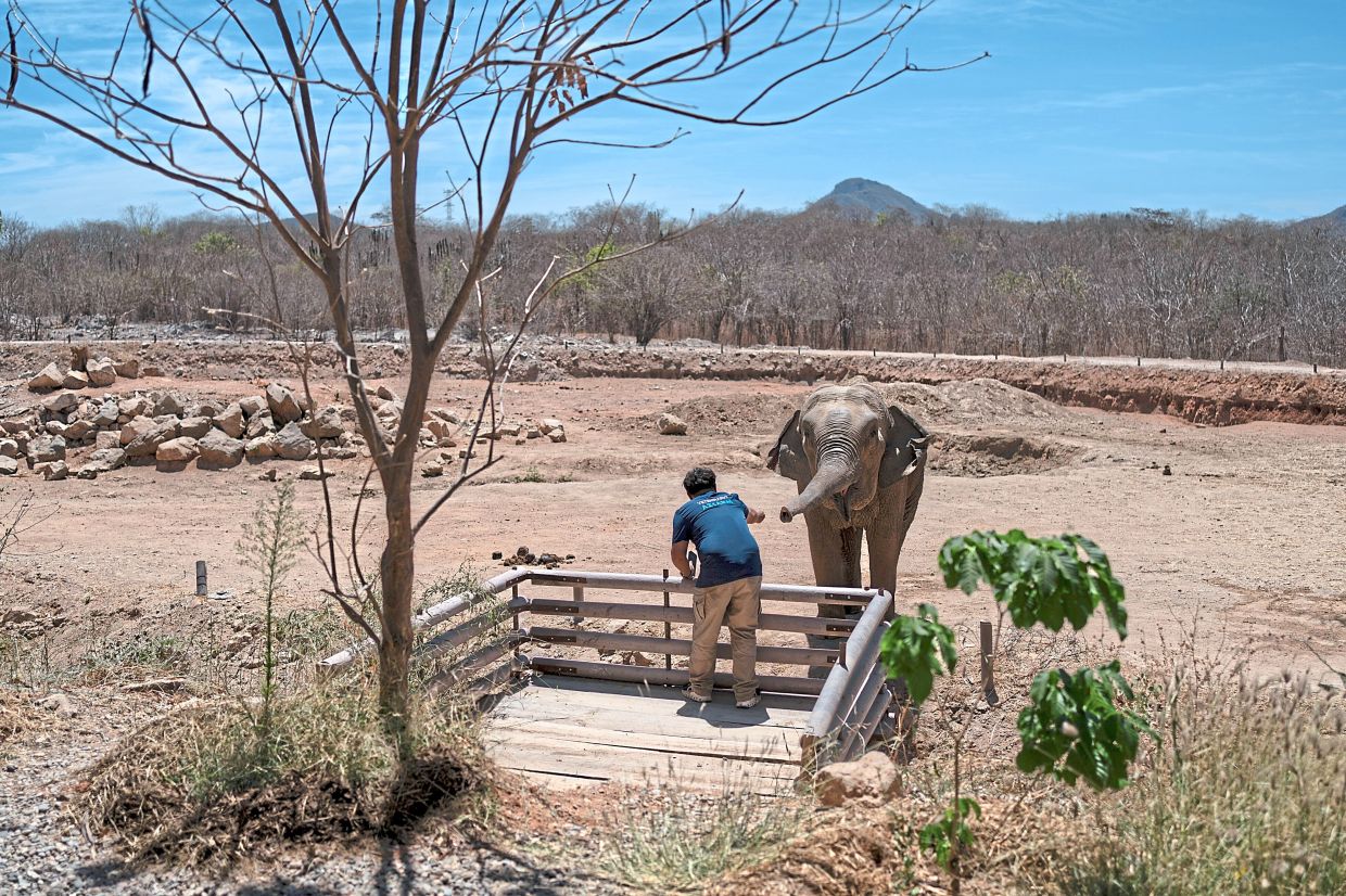 A veterinarian greeting another elephant in its enclosure at the sanctuary. A bloody power struggle erupted last year between rival Sinaloa cartel factions, plunging the region into crippling levels of violence and leaving the leaders of the Ostok Sanctuary reeling from armed attacks. — AP