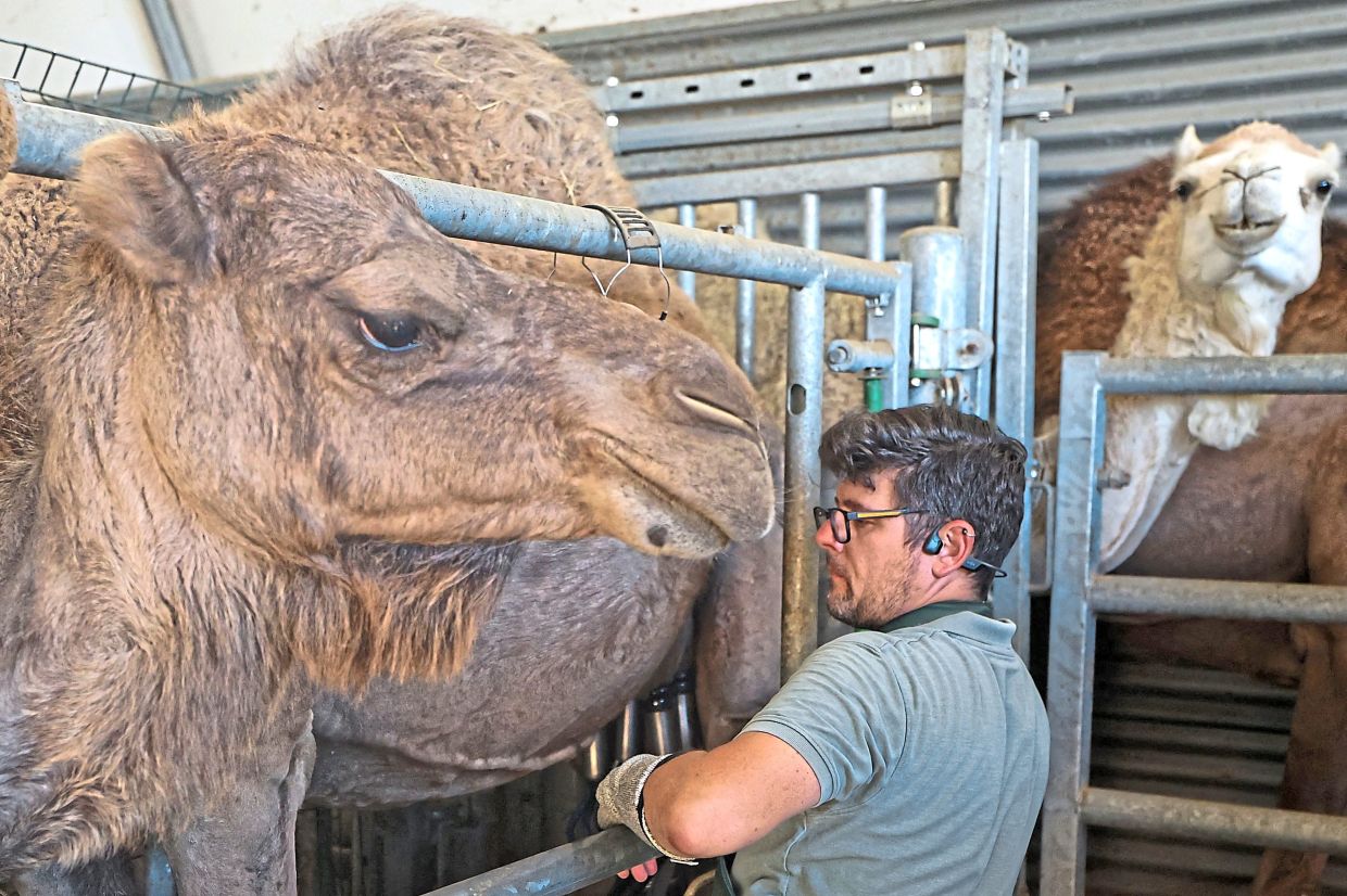 Job milking one of the camels on his farm. 