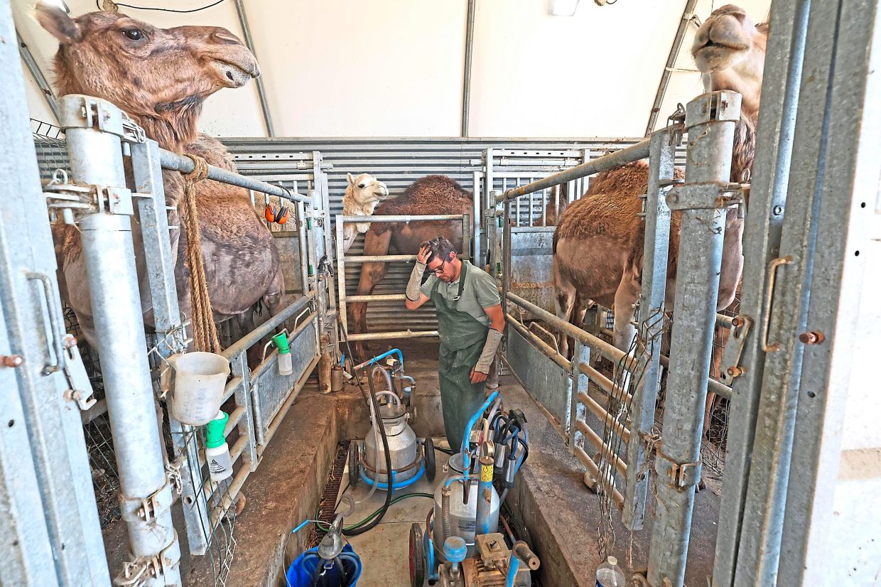 Job's farm also offers camel rides to tourists. 