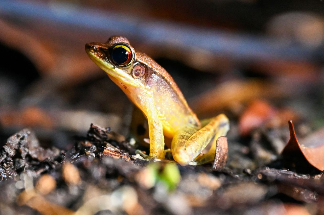 A Torrent frog seen at Kubah National Park in Kuching.