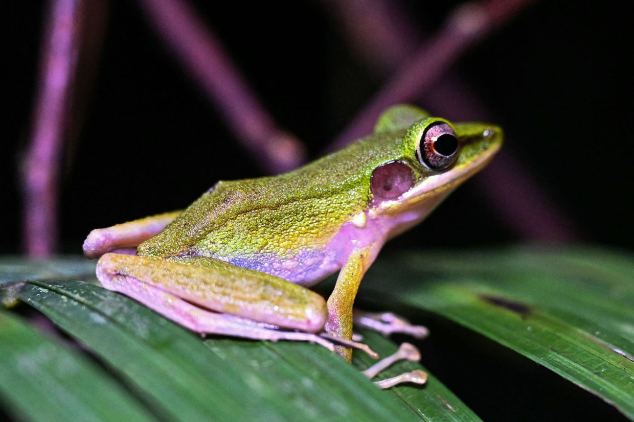 A Copper-cheeked frog seen at Kubah National Park in Kuching.