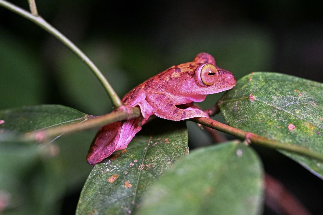 A Harlequin Tree frog seen at Kubah National Park in Kuching.