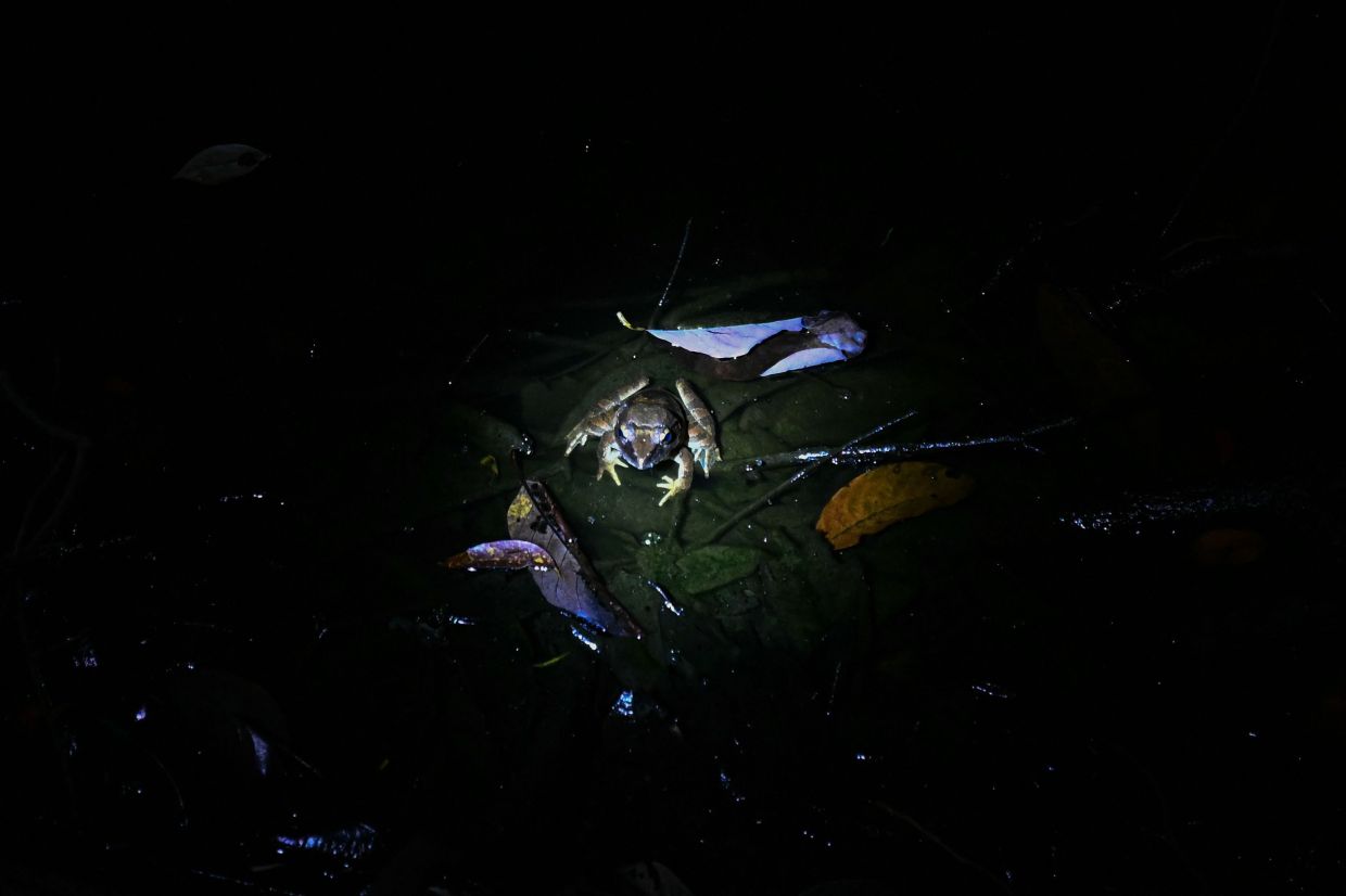 A Giant River frog seen at Kubah National Park in Kuching.