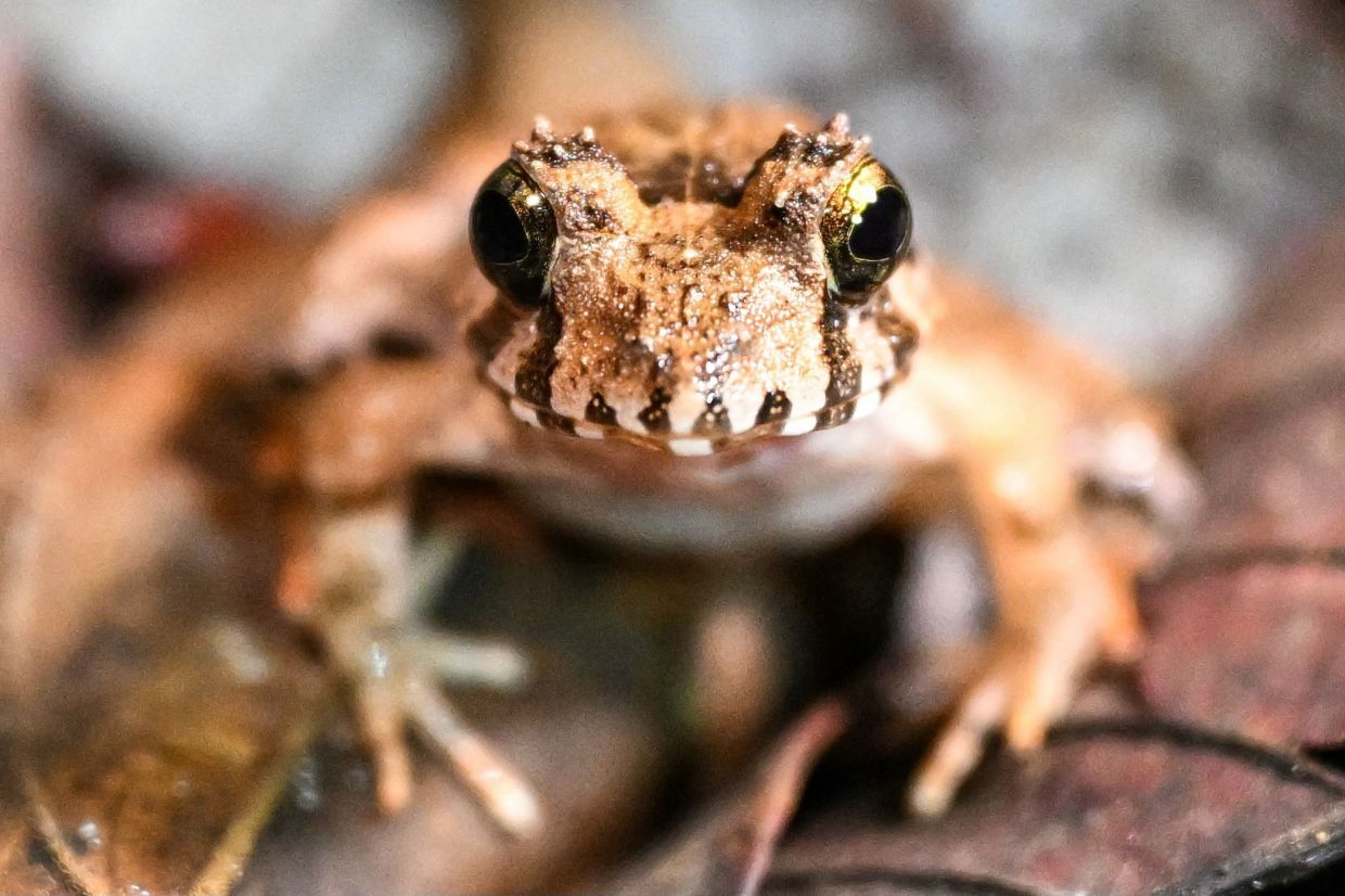 A Brown Marsh frog seen at Kubah National Park in Kuching.