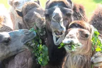French farmer bets on camel milk in camembert country