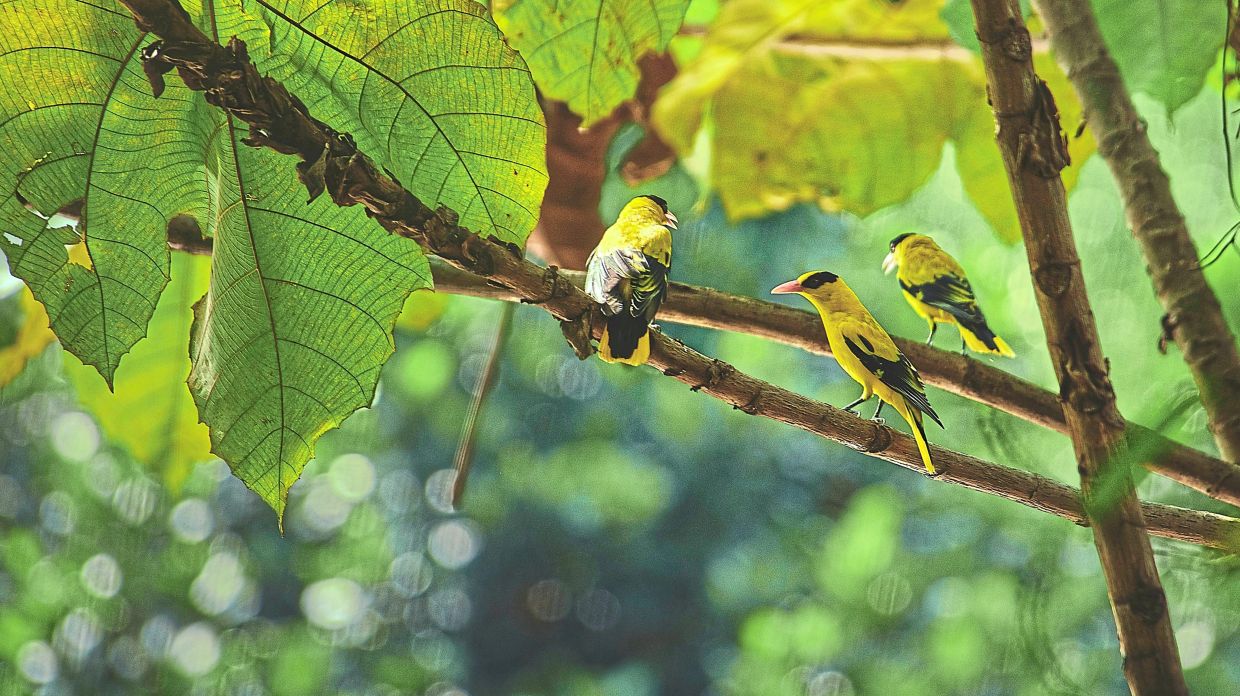 The black-naped oriole is a species found in Perdana Botanical Garden. — Photos: Filepic
