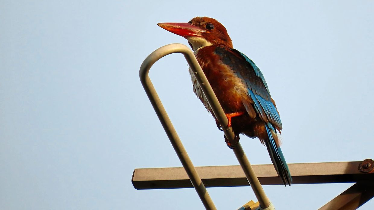 A white-throated kingfisher. 