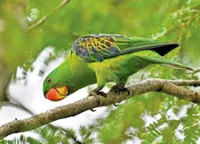Save these endangered parrots