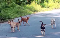 No need to catch neutered dogs