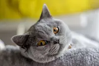 Hong Kong pet shop owner arrested for alleged theft of 35 cats to repay loan