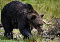 Bear believed to have killed woman in her house in Iwate Prefecture, Japan