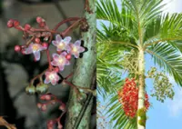 Sabah Forestry Dept working with UK conservation group to save two critically endangered trees