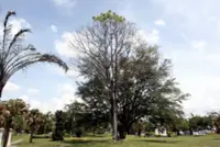 Ipoh Tree to be preserved but in limited numbers, says mayor