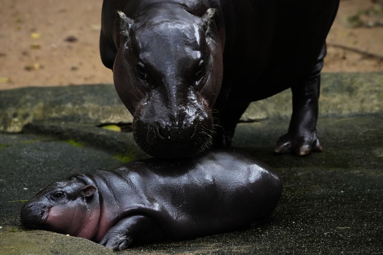 Growing up fast: Moo Deng and her mother Jona two months after she was born. — AP