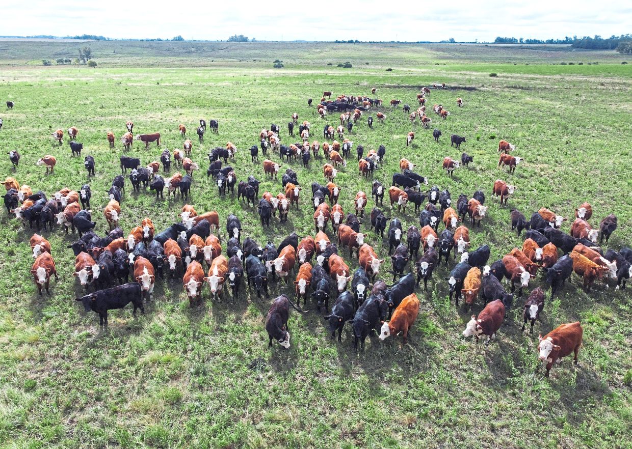 A drone view shows cattle on a farm in Artigas.