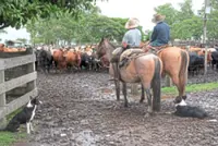 Phantom cows and missing millions