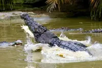 Croc drags man away during fishing trip at Kinabatangan river
