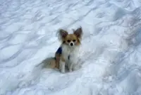'Hero' chihuahua helps rescuers find owner after Swiss glacier fall
