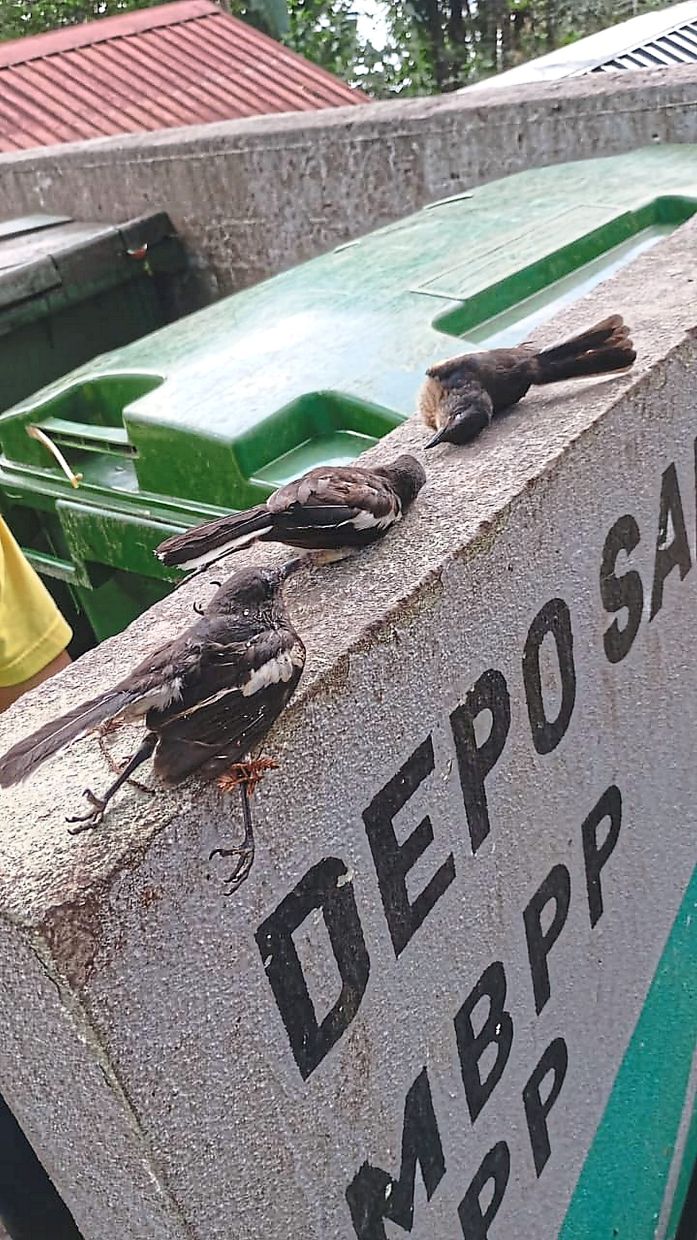 Morbid discovery: Birds were among the animals found dead on Penang Hill. — Courtesy of Penang Hill Corporation